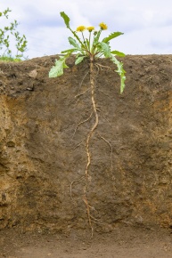 側根 | Corvet Photo Agency