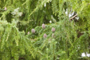 ヒマラヤシーダー　ファーストスノー　特大苗 楽天市場】【 接木個体です 】ヒマラヤスギ 『 ファーストスノー 』6号