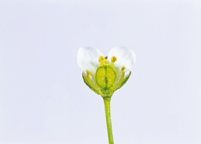 花の分解 Corvet Photo Agency 花の分解 Corvet Photo Agency