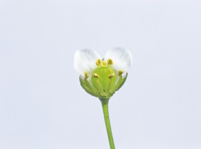 花の断面 | Corvet Photo Agency