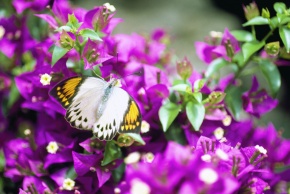 ツマベニチョウ属 | Corvet Photo Agency