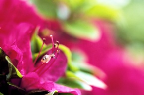 カタツムリ | Corvet Photo Agency