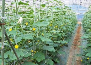 ビニールハウス | Corvet Photo Agency