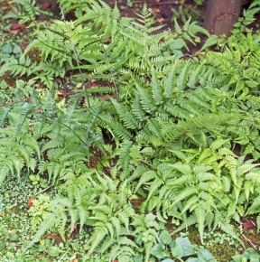 シダ植物門 Corvet Photo Agency シダ植物門 Corvet Photo Agency