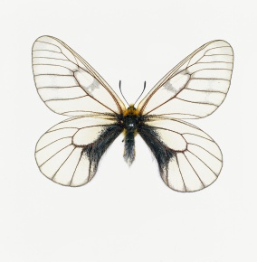 ウスバシロチョウ属 | Corvet Photo Agency