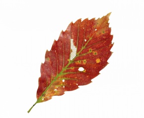 葉脈 Corvet Photo Agency