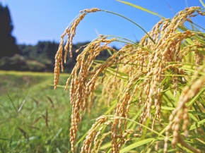 イネ属 | Corvet Photo Agency