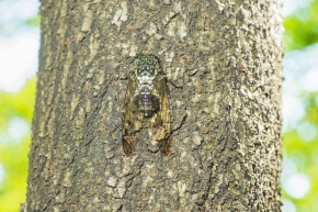 ミンミンゼミ属 | Corvet Photo Agency