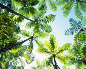 天然着生シダ 木の幹付き 　直径約24cm　長さ60cm 天然着生シダ 木の幹付き 直径約24cm 長さ60cm