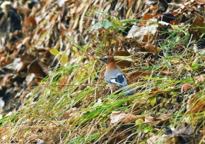 カケス様 日本の野鳥 カケス Japanese Wild Birds Eurasian jay