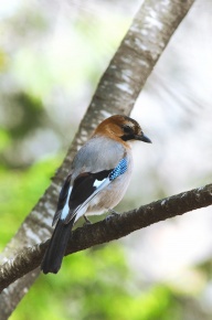 カケス属 | Corvet Photo Agency