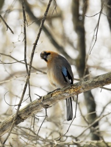 カケス属 | Corvet Photo Agency