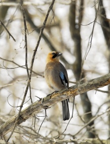 カケス属 | Corvet Photo Agency