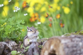 しまりすページ 5 lines SHOP -シマリス好きのためのシマリストア-