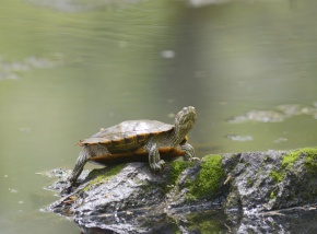 【みどりがめ】 ミドリガメ（ミシシッピアカミミガメ）の 引取について | ANIMA