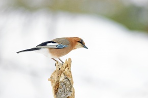 カケス属 | Corvet Photo Agency