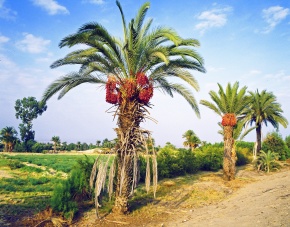 ナツメヤシ属 Corvet Photo Agency