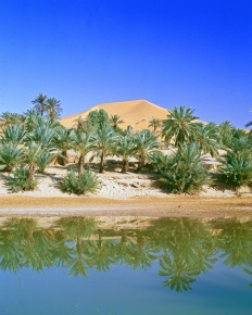 Oasis Corvet Photo Agency