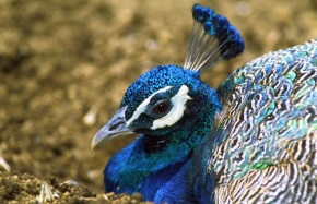 クジャク属 | Corvet Photo Agency