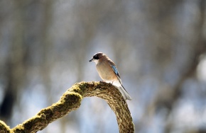 カケス属 | Corvet Photo Agency