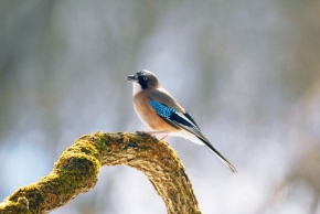 カケスの剥製 カケス属 | Corvet Photo Agency