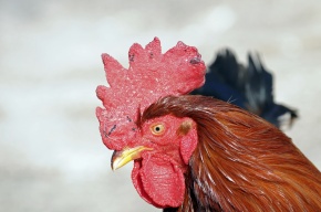 ニワトリ | Corvet Photo Agency