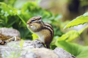 シマリスページ シマリス - exotic-supply（エキゾチックサプライ）