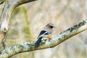 カケスの剥製 カケス剥製 - 頭骨・骨格標本・剥製販売 【Core-Box】