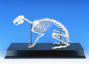 ノウサギ 骨格 | Corvet Photo Agency