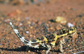 モロクトカゲ属 Corvet Photo Agency