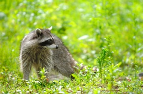 あらいぐま様 あらいぐまラスカル 1 | スターリング ノース, かなもり みちお