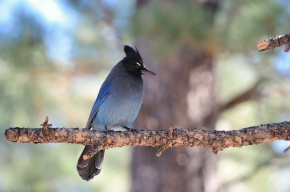 カケスの剥製 カケス属 | Corvet Photo Agency