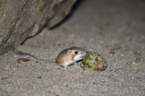 カンガルーネズミ属 Corvet Photo Agency