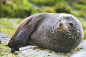 アシカ科 Corvet Photo Agency