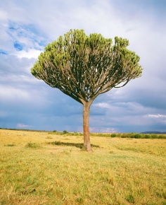 Euphorbia | Corvet Photo Agency Euphorbia | Corvet Photo Agency