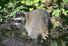 アライグマ属 | Corvet Photo Agency