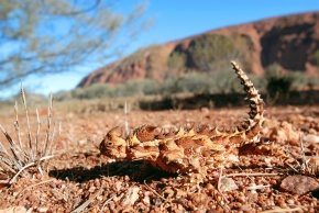 モロクトカゲ属 Corvet Photo Agency