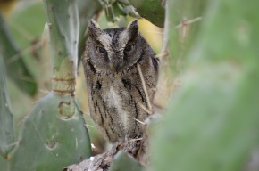 コノハズク属 | Corvet Photo Agency