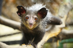 アイアイ科 | Corvet Photo Agency