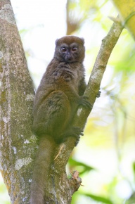 キツネザル ハイイロジェントルキツネザル - Wikipedia