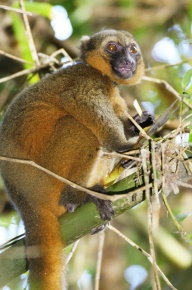 キツネザル ハイイロジェントルキツネザル - Wikipedia