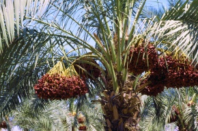 ナツメヤシ属 Corvet Photo Agency