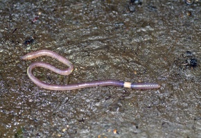 フトミミズ科 Corvet Photo Agency