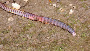 フトミミズ科 Corvet Photo Agency