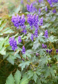 トリカブト属 Corvet Photo Agency