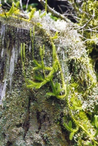 ヒカゲノカズラ科 | Corvet Photo Agency