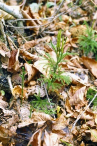 ヒカゲノカズラ属 | Corvet Photo Agency