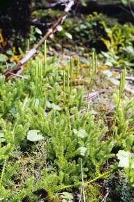 ヒカゲノカズラ属 | Corvet Photo Agency