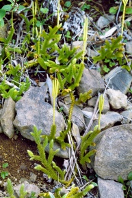 ヒカゲノカズラ科 | Corvet Photo Agency