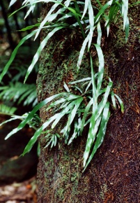 イノモトソウ科 | Corvet Photo Agency